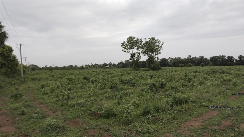 6 Acre Commercial Lands /Inst. Land for Sale in Tamil Nadu