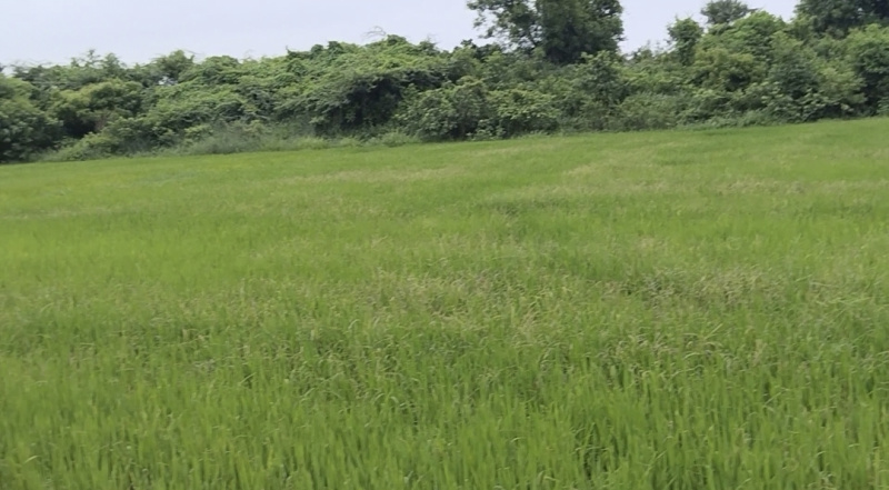 1.30 Acre Agricultural/Farm Land for Sale in Tamil Nadu