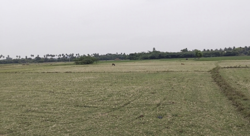 3.50 Acre Agricultural/Farm Land for Sale in Tamil Nadu