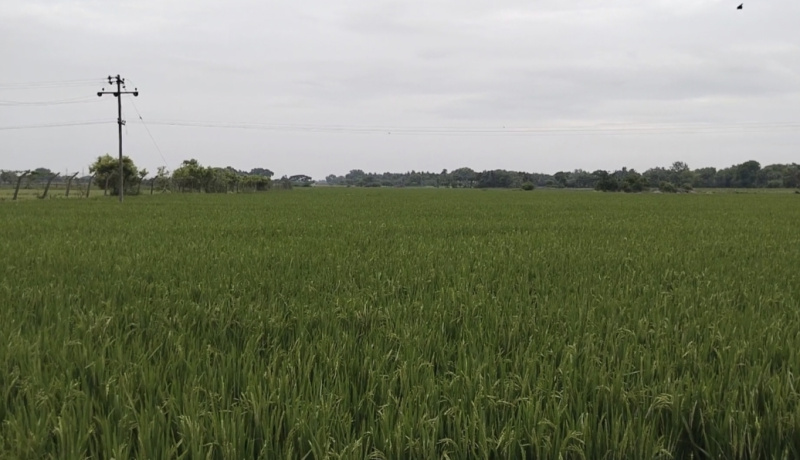 32 Acre Agricultural/Farm Land for Sale in Tamil Nadu