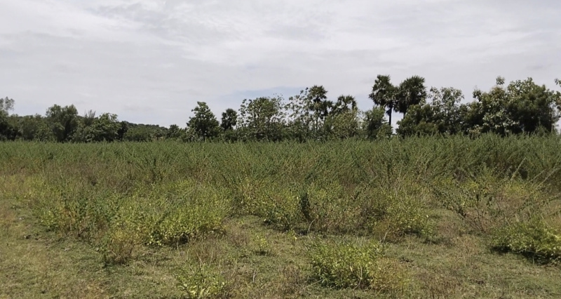 50 Acre Agricultural/Farm Land for Sale in Chennai