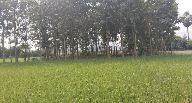 2 Acre Agricultural/Farm Land for Sale in Acharapakkam, Chengalpattu
