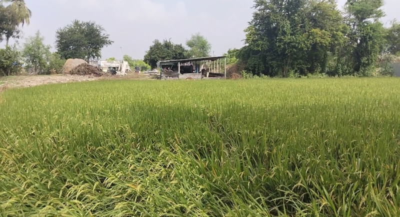 2 Acre Agricultural/Farm Land for Sale in Acharapakkam, Chengalpattu
