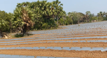 Agricultural/Farm Land for Sale in Acharapakkam, Chengalpattu (11.50 Acre)