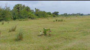 Agricultural/Farm Land for Sale in Maduranthakam, Chengalpattu (4.50 Acre)