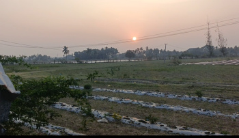 Agricultural/Farm Land for Sale in East Pondy Road, Villupuram (33 Acre)