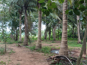 Agricultural/Farm Land for Sale in Cheyyur, Chengalpattu (84 Cent)