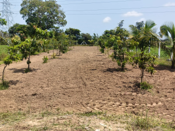 Agricultural/Farm Land for Sale in Thirukalukundram, Kanchipuram (30 Cent)