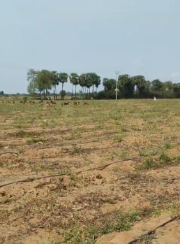 Agricultural/Farm Land for Sale in Vanur, Villupuram (5 Acre)