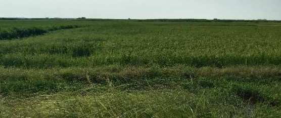 Agriculture Land for Sale Uleta Palwal