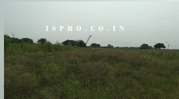 Farm Land for Sale Hasanpur Tauru