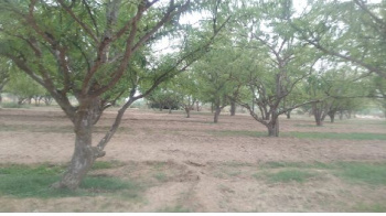 Horticulture Land for Sale Rampur Pataudi Gurgaon