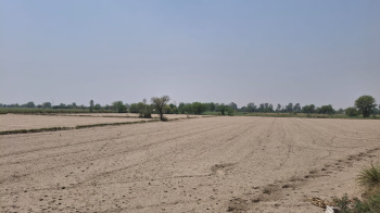 AGRICULTURE LAND FOR SALE CHARKHI DADRI HR