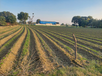 7 Beegha Agriculture Land for Sale in Pilkhuwa