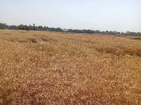 Agriculture land 11 fitur rasta near 500 metre form house full form house very good location