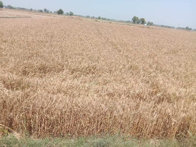 Agriculture land 11 fitur rasta near 500 metre form house full form house very good location