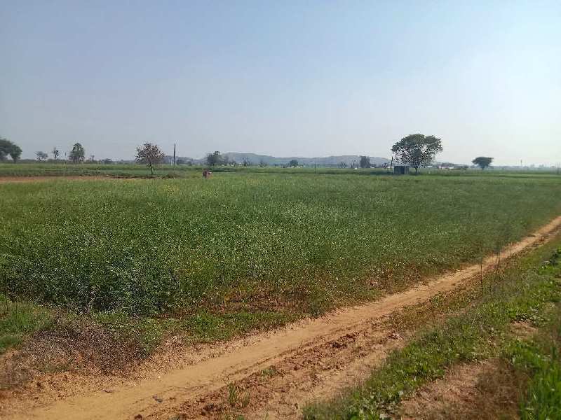 Agricultural land very good location 11 feet road 4 km near by nh 8