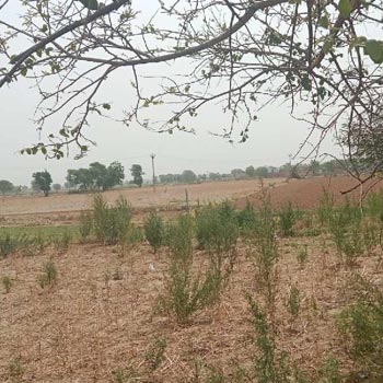 10 Bigha Agricultural/Farm Land for Sale in Tijara, Alwar