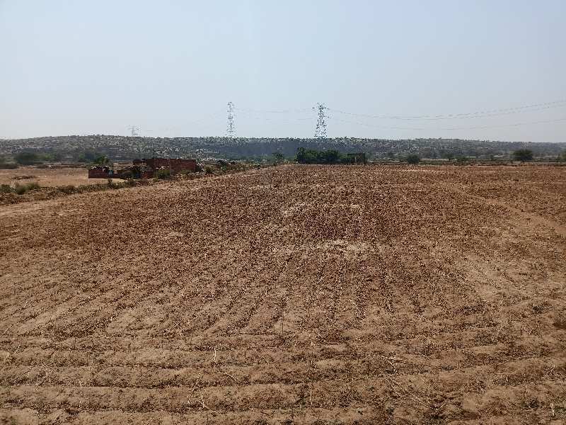 50 bigha agriculture land