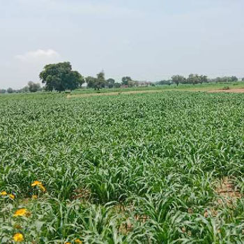 6 Acre Agricultural/Farm Land for Sale in Jatusana, Rewari