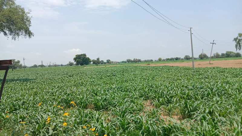 6 acres agriculture land