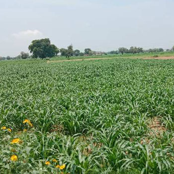 22 fit road agriculture land Nangal pathani