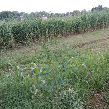 1 Acre Agricultural/Farm Land for Sale in Pataudi, Gurgaon