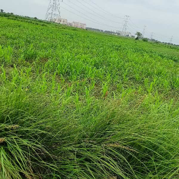 Agriculture form house land