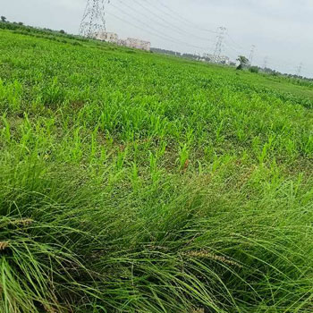 6.50 Acre Agricultural/Farm Land for Sale in Jhajhar, Gautam Buddha Nagar