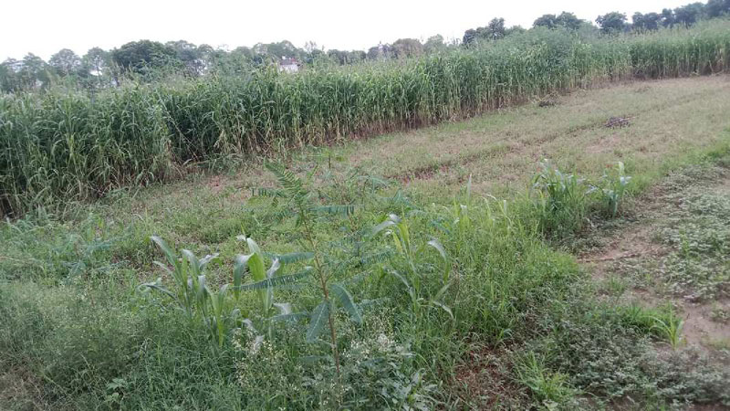 5 Bigha Agricultural/Farm Land for Sale in Kotkasim, Alwar