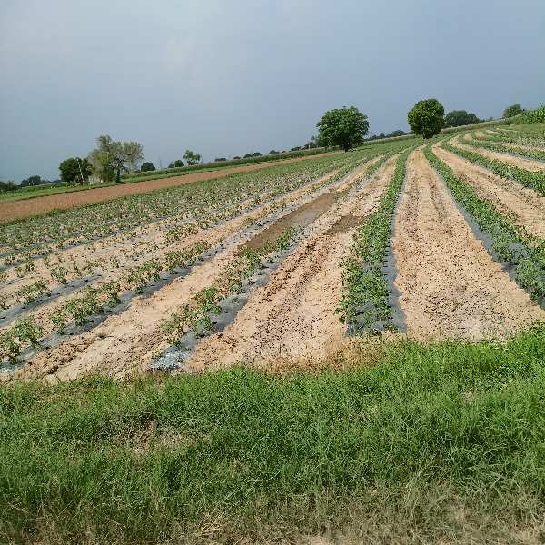 15 Acre Agricultural/Farm Land for Sale in Kosli, Rewari