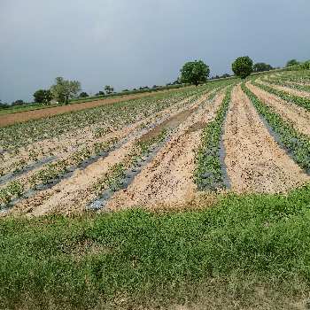 13 Acre Industrial Land / Plot for Sale in Jatusana, Rewari