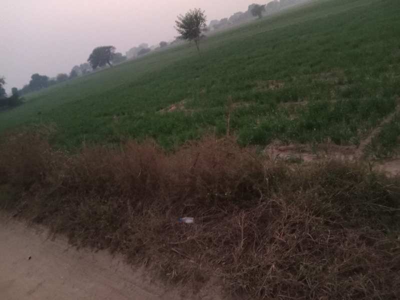 20 Acre Agricultural/Farm Land for Sale in Pataudi, Gurgaon