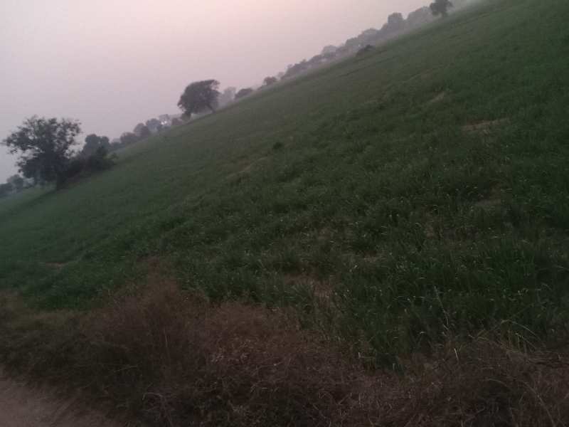 40 Acre Agricultural/Farm Land for Sale in Pataudi, Gurgaon