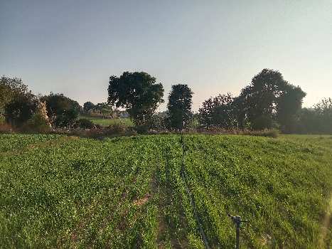 5 Bigha Agricultural/Farm Land for Sale in Tijara Road, Alwar