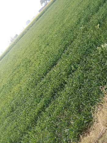 6 Acre Agricultural/Farm Land for Sale in Pataudi, Gurgaon
