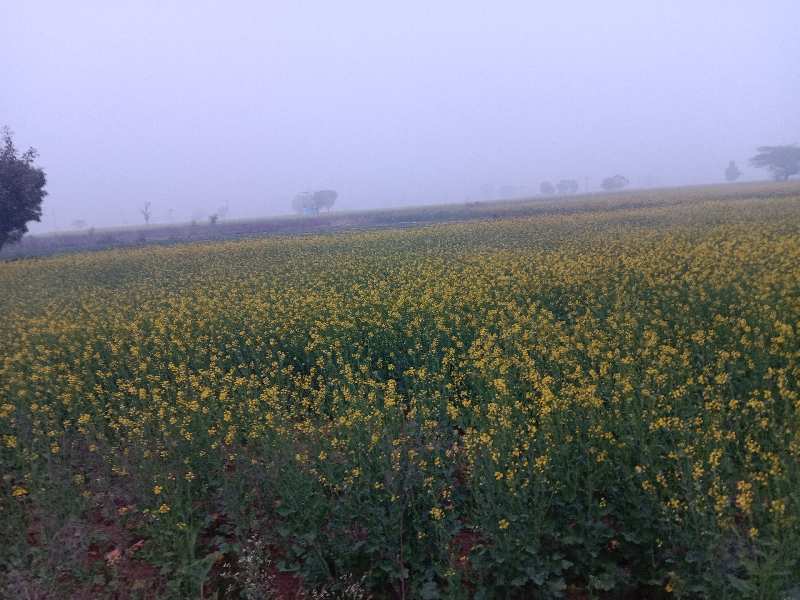 6.5 Acre Agricultural/Farm Land for Sale in Pataudi, Gurgaon