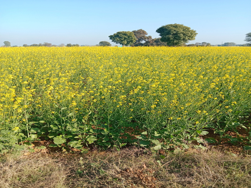 24 Acre Agricultural/Farm Land for Sale in Sultanpur, Gurgaon