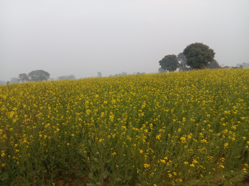 6 Acre Agricultural/Farm Land for Sale in Manesar, Gurgaon