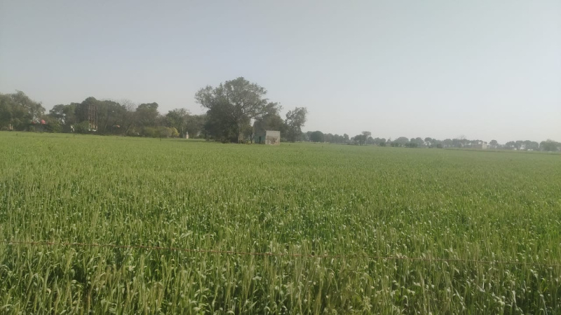 7 Acre Agricultural/Farm Land for Sale in Bhora Kalan, Gurgaon