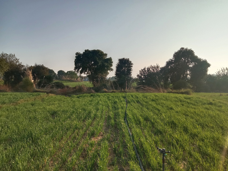 4.5 Bigha Agricultural/Farm Land for Sale in Rajasthan