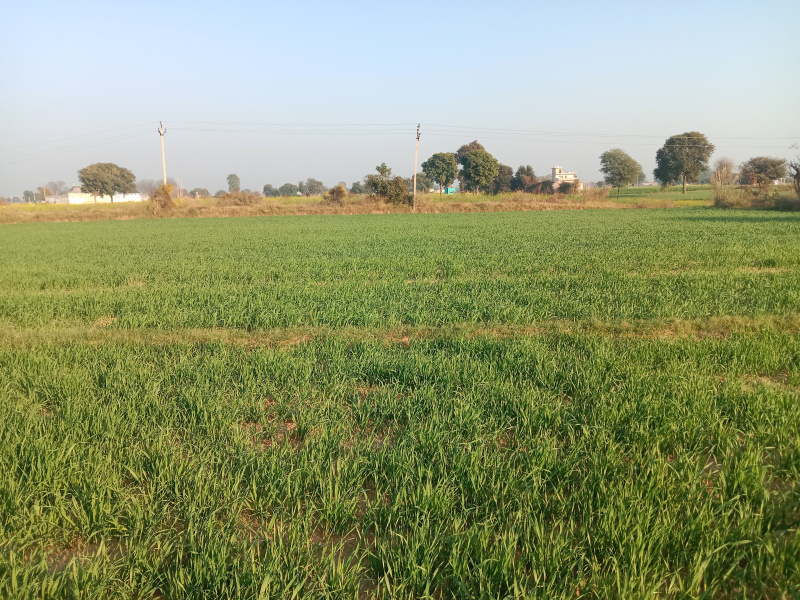 22 Bigha Agricultural/Farm Land for Sale in Rajasthan