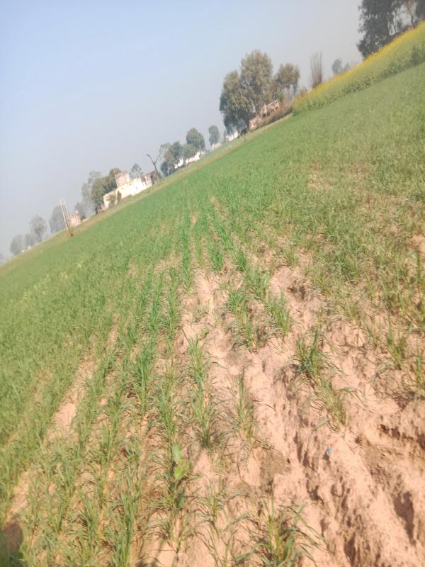 22 Bigha Agricultural/Farm Land for Sale in Rajasthan