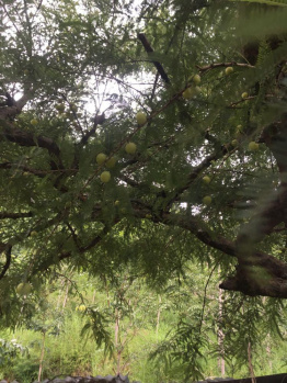 Property for sale in Nagercoil, Kanyakumari