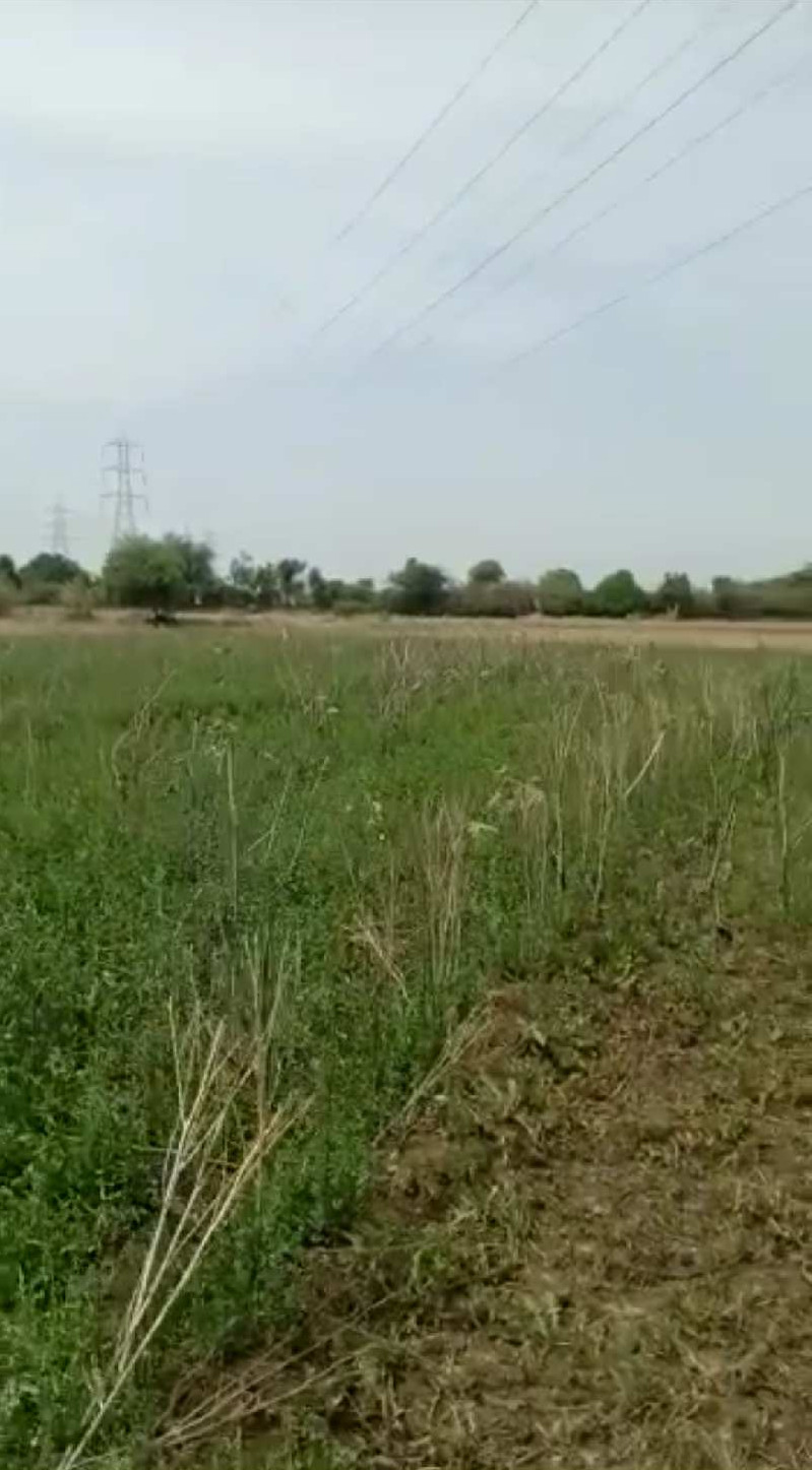 11 Bigha Agricultural/Farm Land for Sale in Kadi, Mehsana