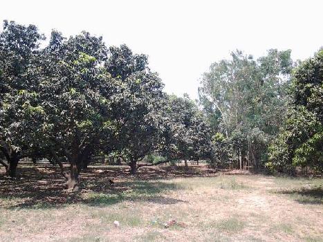 Aam Ka Baag in 21 Bigha Land- about 80nos. Mango Trees