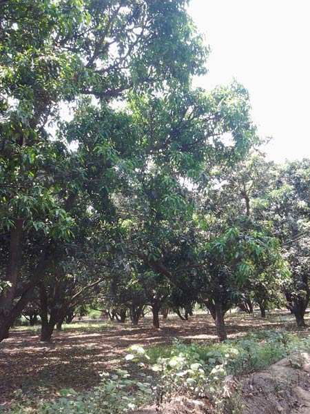 Aam Ka Baag in 21 Bigha Land- about 80nos. Mango Trees