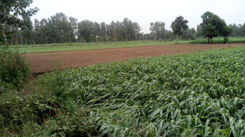 Agricultural/Farm Land for Sale in Haridwar (8 Bigha)