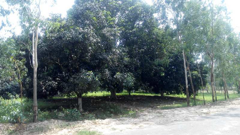 Agricultural/Farm Land for Sale in Haridwar (10 Bigha)