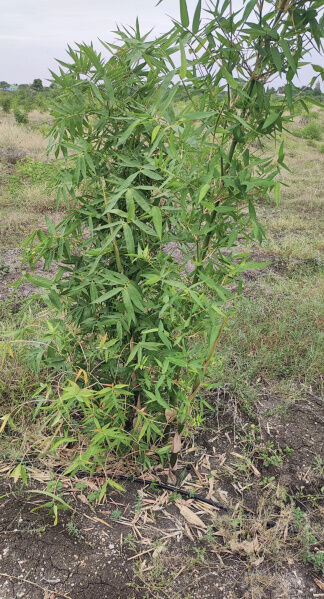 5 Acre Agricultural/Farm Land For Sale In Kallikudi, Madurai